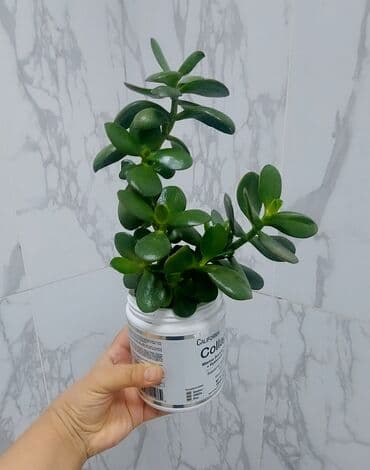 çinar ağacı: Pul ağacı. Qiymət: 6 azn — 1