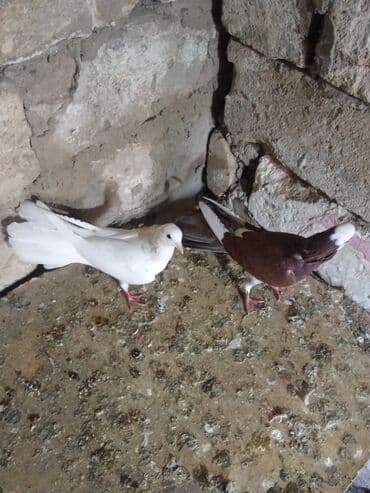 ördək yumurtası satışı: Tam sağlam heyvanlardi tutulmalardi — 8