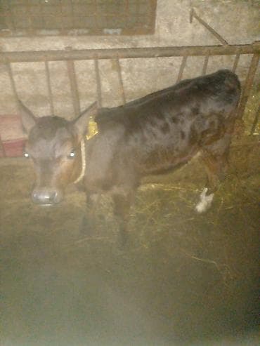 hinduska balasi satilir: Düyə14.16l.aprelin 3də.buğaya gəlib.anqus maya erkək balaynan.qırmızı — 3