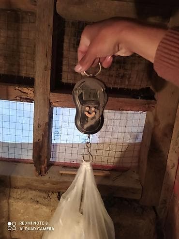 heyrati feresi: Serebrist fereler 6.50 xoruzlar 7 manatdan ünvan Hökməli 40 denedi tam — 5