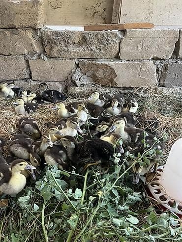 satdig quslar: Salam.1 aylıq (15 iyul çıxımlı) lal ördək balaları satılır.Hamısını — 1