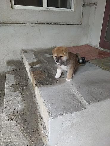 it satiwi: Akita-inu — 4