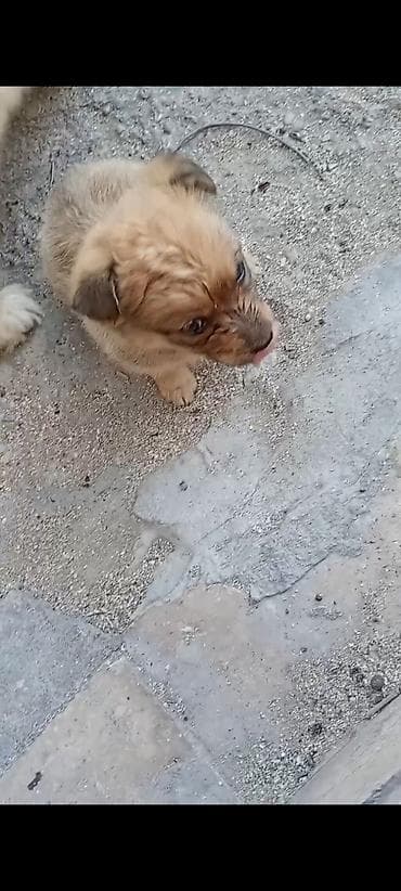 Peyvəndli lalafo.az -da Peyvəndli