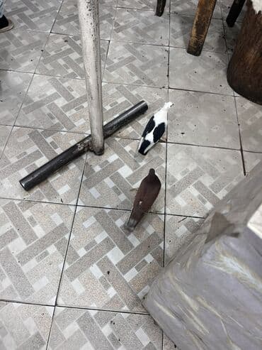 Грызуны: Məhsul: Ev quşları – göyərçinlər Təsvir: - Rənglər: ağ-qara qarışıq — 2