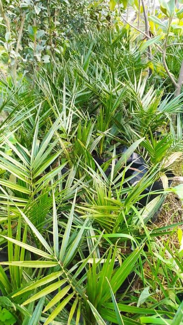 pip agaci: Finik palma hər qiymətə olanı var sifariş üçün əlaqə saxlaya bilərsiz — 2