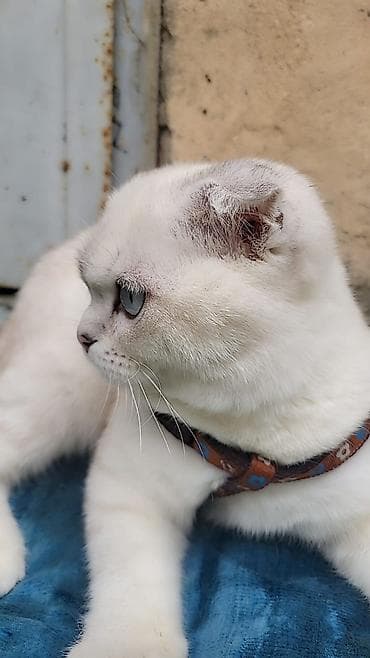 ağ pisik: Şotland yastı qulaq — 5