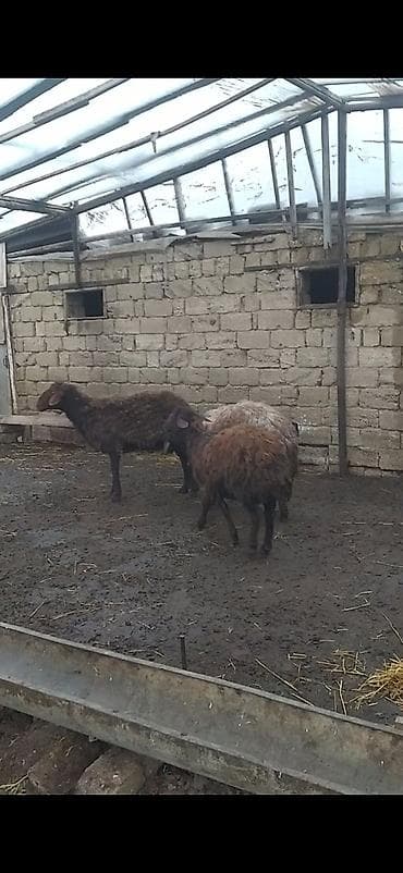 keçi satışı: 3 dənə qala qoçları satılır balacası 390 ən böyüyü 850 deyirəm alan — 2