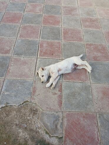 Heyvanlar üçün mallar: Balaca, krem rəngli it balası Xüsusiyyətlər: - Ağımtıl/krem rəngli — 11