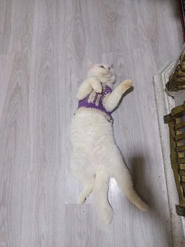 etibarli ellere it: Ag britan tik qulaq 2 yasi var qum terbiyesi var cox sakit agillidir — 3