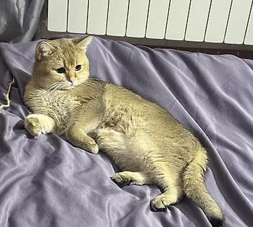 Balıqlar: Qızıl şinşilla — 2