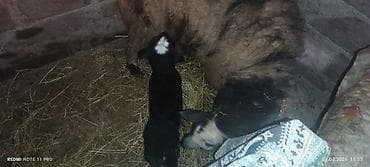 mal heyvan satisi: Erkəy quzulu Qoçlu qoyun – ana ilə quzu birlikdə - Növ: Yerli — 3