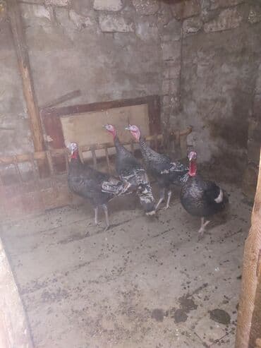 boynu yoluq: 7 dendi 7 erkərkdir Məhsulun təsviri: - Şəkillərdə görünən qara-çalar — 4