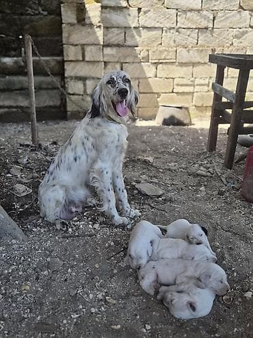 it satiwi: İngilis Setter balaları - Cins: İngilis Setter (ov iti tipli) - Ana — 4