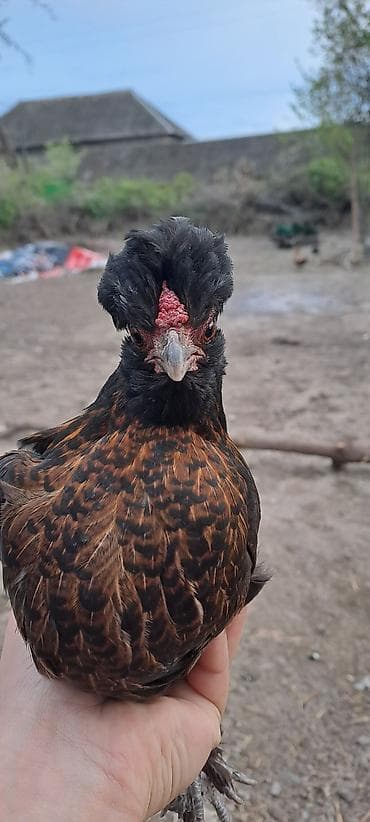 cins atlar: Toyuq, Damazlıq — 2