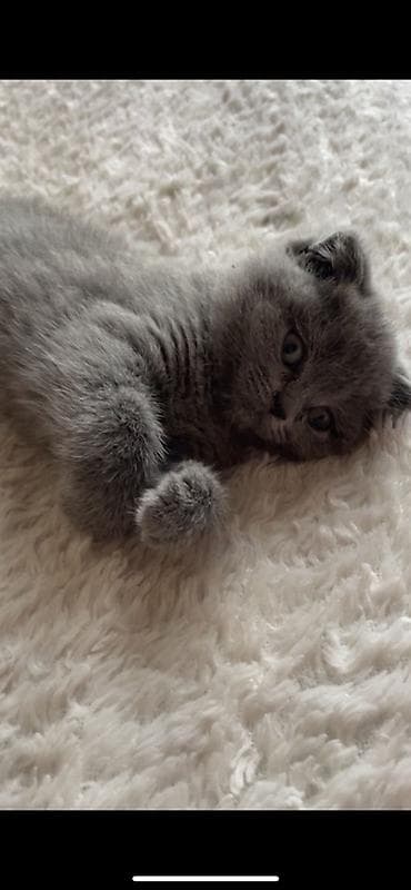 Akvariumlar: Şotland yastı qulaq, Dişi, Yaxşı əllərə, Ünvandan götürmə — 1