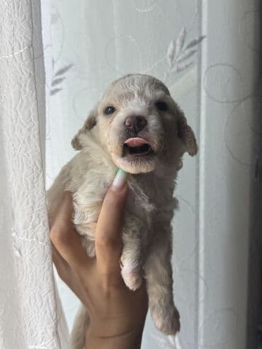 pudeler: Pudel, 1 ay, Erkek, Ünvandan götürmə — 6