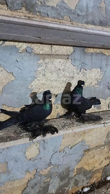 derzi qusu: Qara rəngli, saqqallı və ayaqları lələkli məmulatlı göyərçinlər (cüt) — 2