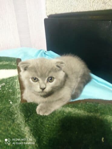 cins toyuq: Şotland, Erkək, Dişi, Yaxşı əllərə, Ünvandan götürmə — 9