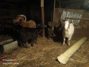 Inəklər, öküzlər: 7 bas disi damazliga yararli elde saxlanan tam saglam keci cepis — 8