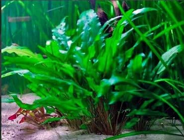 аквариумные рыбы купить: Akvaryum bitkiləri
1 azndən başlayan akvarium bitkilər — 1