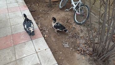 Muşkovi ördəklər (indoutka) – müxtəlif rənglərdə Məhsul təsviri: - lalafo.az -da — 3 Muşkovi ördəklər (indoutka) – müxtəlif rənglərdə Məhsul təsviri: - — 3