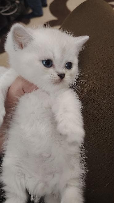 naxcivan heyvan elanlari: Şinşilla — 4