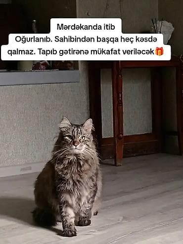 tap. az itler: Elan: Itkin ev pişiyi axtarılır – Mərdəkan Təsvir: - Uzun tüklü — 2