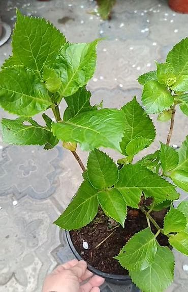 Шланги: Yeddi gözəl (hortenzia) 12 AZN satılır - Bitki növü: Ortanca – iri — 1