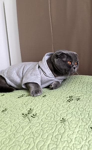 Животные: Tam sağlam scotish fold 2 yaşı var. Tam sağlamdir. Peyvəndleri — 2