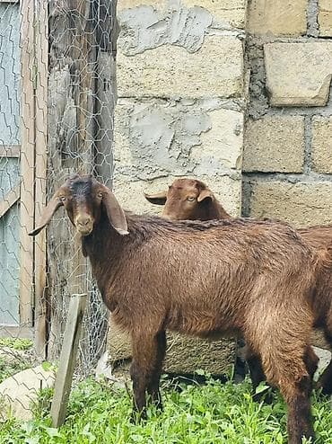 sumqayıtda cücə satışı: Salam. Erkek heleb tekeleri satilir qiymet cütüne aiidi. Fevralin 25 i — 6