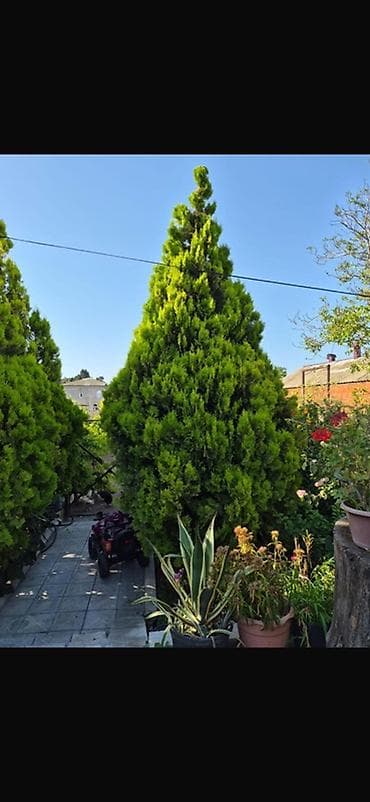 ev gulleri ve adlari: Thuja (hündür, konus formalı, parlaq yaşıl iynəyarpaq ağaclar) - — 3