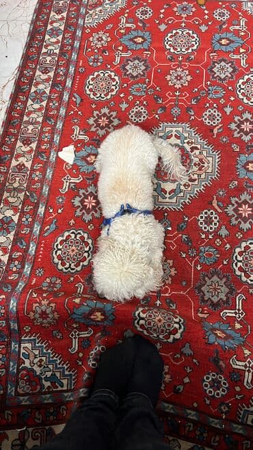 мальтийская болонка баку: Пудель, 8 месяцев, Самец, С прививками, Бесплатная доставка — 2