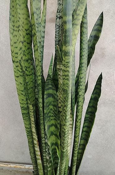 palet satisi: Satılır 🌿 Sansevieria (Qayınana dili) dibçək gülü satılır. Ev və ofis — 2