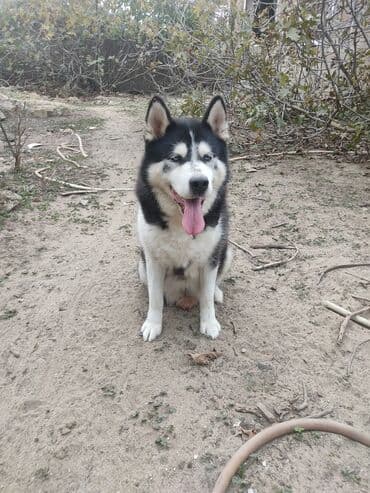 отдам собаку в хорошие руки: Хаски, 1 год, Самец — 1