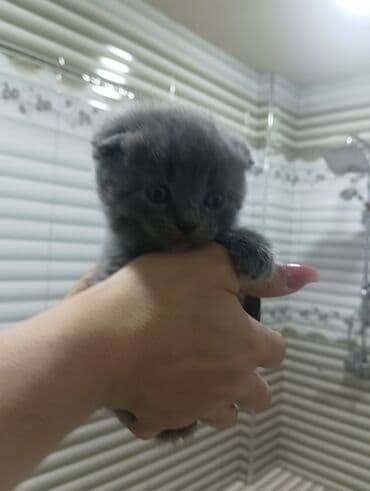 Gəmiricilər: Şotland yastı qulaq — 3