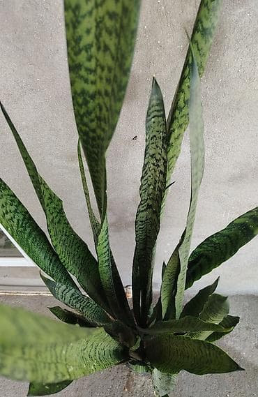 palet satisi: Satılır 🌿 Sansevieria (Qayınana dili) dibçək gülü satılır. Ev və ofis — 3