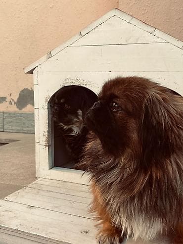 itlerin cutlesdirilmesi: Pekines — 2