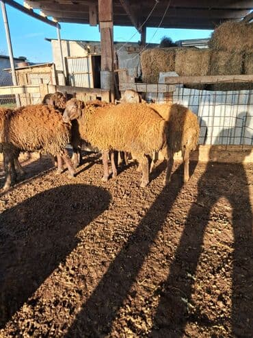 qoç əti: Satılırlar ətlik quzular diri çəkisi 9 manatdan əlaqə üçün bu nömrəyə — 2