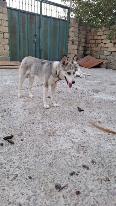 купить хаски щенка: Хаски, 9 месяцев — 2