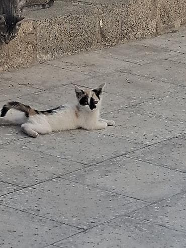 siyan pişiyi: Yaxşı əllərə, Ünvandan götürmə — 1