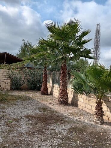 Dekorativ palma ağacı Vaşinqton palmasi satilir hündürlüyü 4 metir 2 lalafo.az -da Dekorativ palma ağacı Vaşinqton palmasi satilir hündürlüyü 4 metir 2