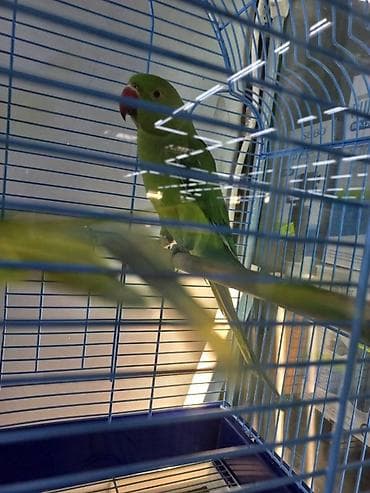 Digər heyvanlar: Ojirelya tutuquslari. Tam saglamdirlar. 2 eded. Ele oyresibler — 2