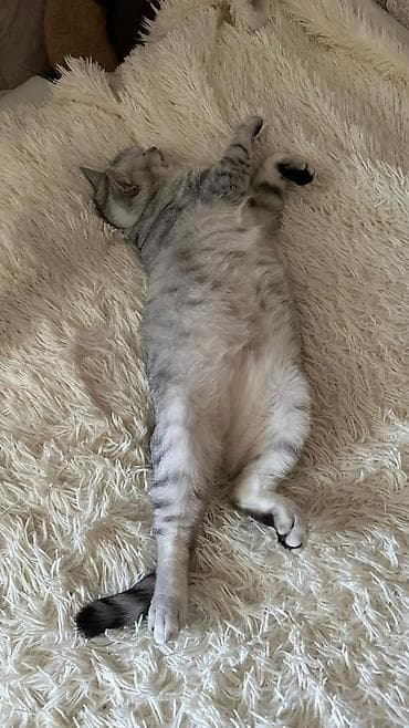 dişi at: Tabbi, Dişi, Yaxşı əllərə, Ödənişli çatdırılma — 4