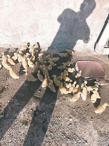 Satılır: ördək balaları (küçə şəraitində saxlanılan iri balalı sürü)