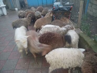 Alfa Romeo: Qoyun sürüsü 18 quzudu kom 225 lə erkek dişi qarsiq sağlam saxlamalı — 2