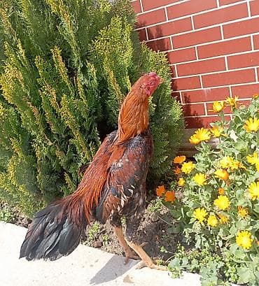 Xoruz, Heyratı, il: 1, Ödənişli çatdırılma