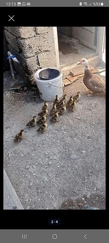 ruletka cat: Erkək, | Lal ördək, Ətlik, Ödənişli çatdırılma — 2