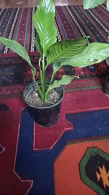 Ağaclar: Otaq bitkiləri – rezin ağacı (Ficus elastica) və sionium (Syngonium) — 4