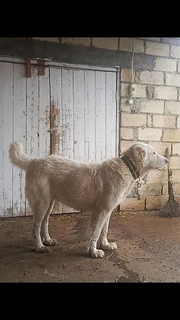 itle barter: Alabay, 2 il, Dişi, Peyvəndli, Ünvandan götürmə — 2