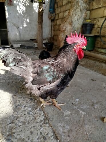 bakida cins ineklerin satisi: Avstrolop 2 xoruz 1 fərə — 1